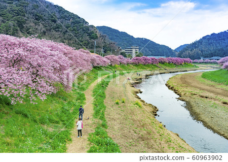 [Kawazu Sakura Minamiizu Town] 60963902