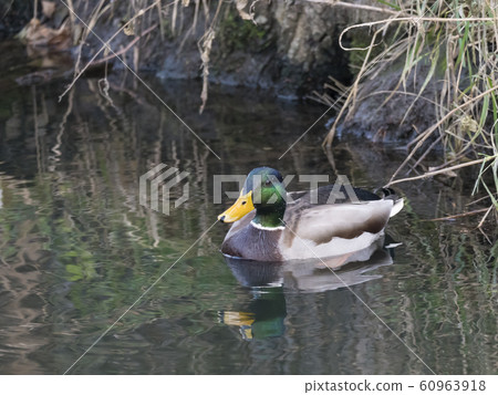 Close up mallard, Anas platyrhynchos, male duck swimming on water suface with grass, stone and dirt. Selective focus 60963918