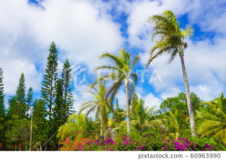 新喀裡多尼亞的植物 60963990