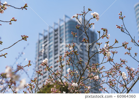 [Hama-rikyu Park] Somei Yoshino] 60964360