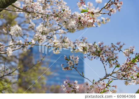 [Hama-rikyu Park] Somei Yoshino] 60964366