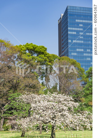 [Hama-rikyu Park] Somei Yoshino] 60964367