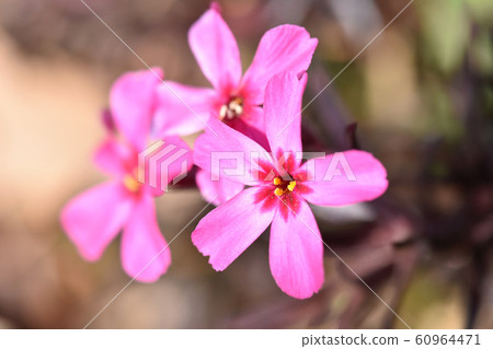 Moss phlox  60964471