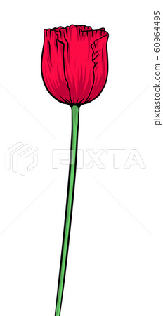 red poppies flower red poppies flower 60964495