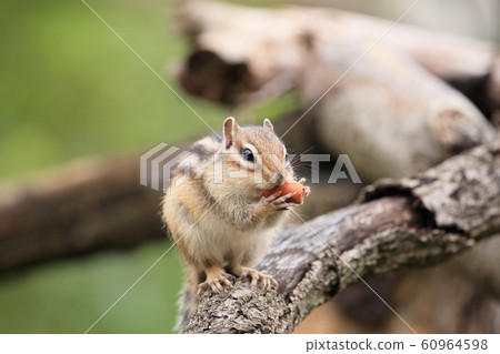 花栗鼠 60964598