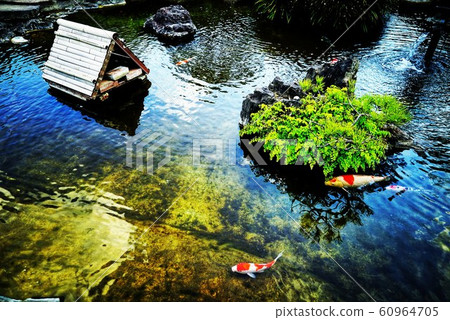 彩色鯉魚 60964705
