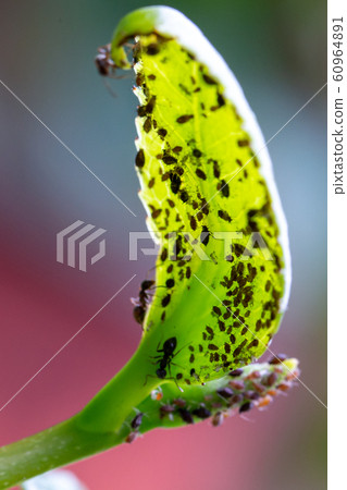Aphids and ants on the underside of a green leaf Aphids and ants on the underside of a green leaf 60964891