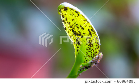 Aphids and ants on the underside of a green leaf Aphids and ants on the underside of a green leaf 60964893
