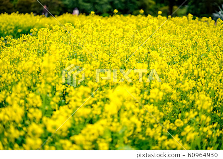 Rapeseed field Rapeseed field 60964930