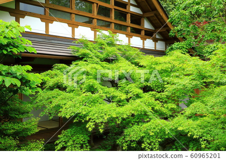 Fresh green Horse-in-law 60965201