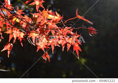 Autumn leaves 60965222
