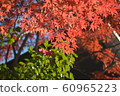 Autumn leaves 60965223