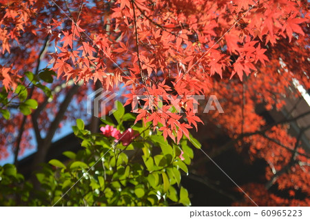 Autumn leaves 60965223