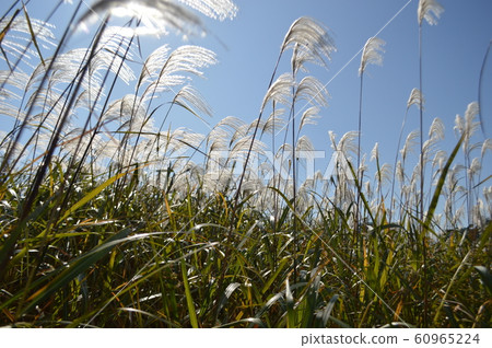 芒草 60965224