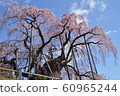 Cherry Blossoms   60965244
