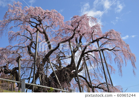 Cherry Blossoms   60965244