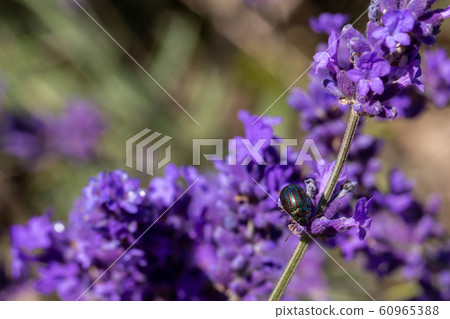 Rosemary Beetle on a lavender plant 60965388