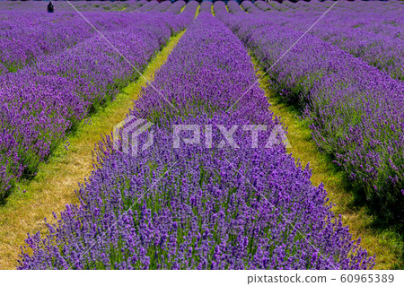 Rows of lavender plants on a farm in England 60965389