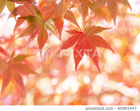 Autumn leaves / fall Autumn leaves / fall 60965447