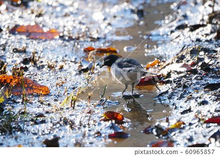 Black-backed wagtail Black-backed wagtail 60965857