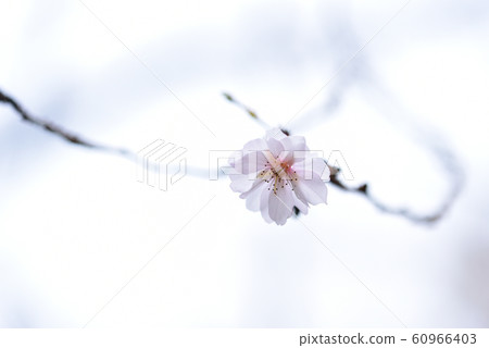 冷櫻桃樹 冷櫻桃樹 60966403