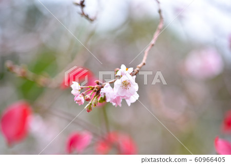 冷櫻桃樹 冷櫻桃樹 60966405