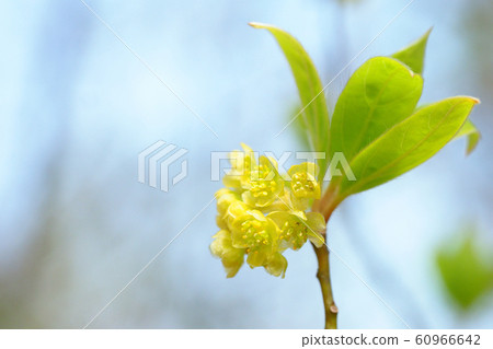 Kuromoji flower Kuromoji flower 60966642
