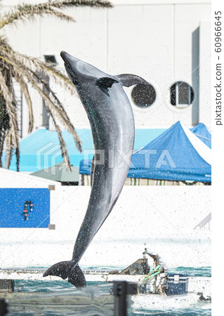Kamogawa Sea World @ Dolphin Kamogawa Sea World @ Dolphin 60966645