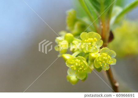 Kuromoji flower Kuromoji flower 60966691