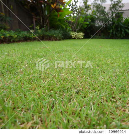 lawn landscaping with green grass turf in garden home 60966914