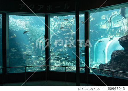 Aquarium Large tank Main tank Exhibition 60967043