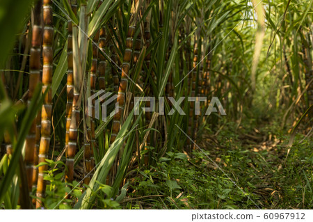 Sugarcane planted to produce sugar and food. Food industry. Sugar cane fields, culture tropical and planetary stake. Sugarcane plant sent from the farm to the factory to make sugar. Sugarcane planted to produce sugar and food. Food industry. Sugar cane fields, culture tropical and planetary stake. Sugarcane plant sent from the farm to the factory to make sugar. 60967912