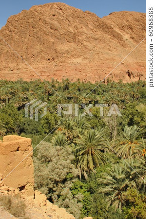 Morocco, Kasbah Highway, a village with date palm fields Morocco, Kasbah Highway, a village with date palm fields 60968388