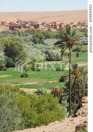 Morocco, Kasbah Highway, a village with date palm fields 60968402