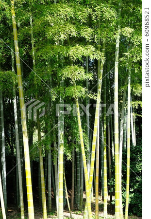 竹林 竹林 60968521