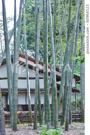 竹林 竹林 60968523