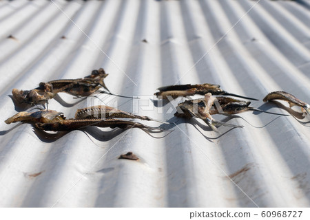 Dried fish on the roof 60968727