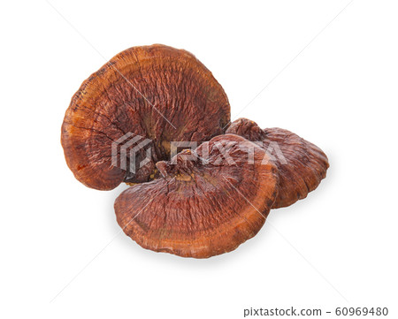 Lingzhi Mushroom Ganoderma Lucidum Isolated on Lingzhi Mushroom Ganoderma Lucidum Isolated on 60969480
