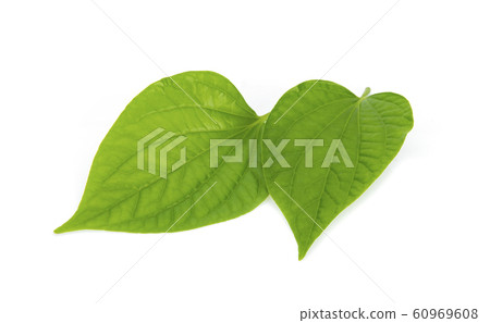 Green leaves isolated on white background 60969608