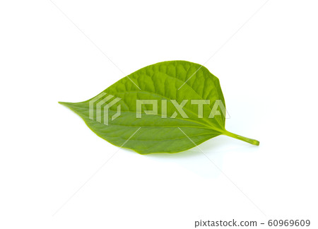 Green leaves isolated on white background 60969609