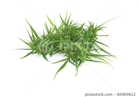 Fresh marijuana bud isolated on white background Fresh marijuana bud isolated on white background 60969622