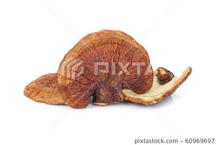 Lingzhi Mushroom Ganoderma Lucidum Isolated on 60969697