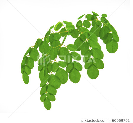 Moringa leaves isolate on white background Moringa leaves isolate on white background 60969701