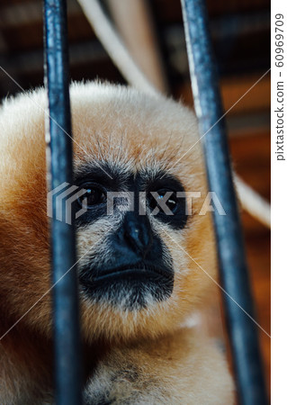 Wild monkey in captivity in zoo cage Wild monkey in captivity in zoo cage 60969709