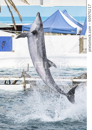 Kamogawa Sea World @ Dolphin Kamogawa Sea World @ Dolphin 60970217