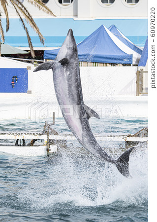 Kamogawa Sea World @ Dolphin Kamogawa Sea World @ Dolphin 60970220