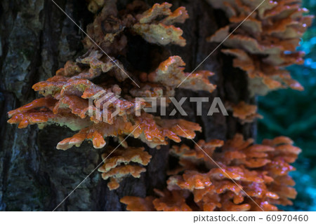 Mountain mushrooms 60970460