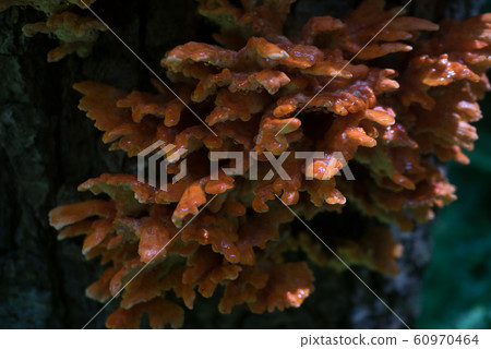 Mountain mushrooms 60970464