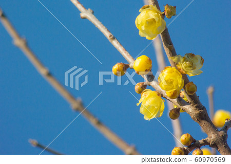 Rowey Rowey 60970569