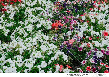 field of flowers of different shades of purple, white field of flowers of different shades of purple, white 60970658